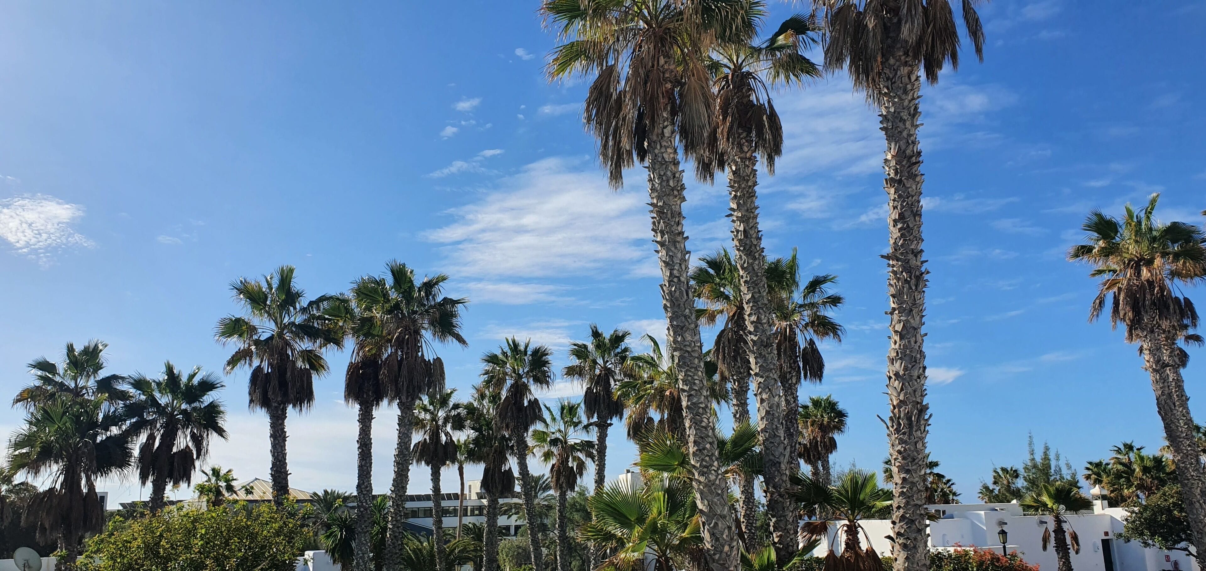 Palme alte e un cielo azzurro intenso.