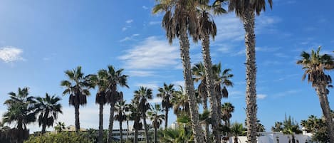 Hoge palmstruiken en een helderblauwe lucht.