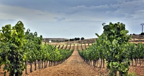 A vineyard with rows of grapevines extending into the distance under a cloudy sky. - Hotel Tudanca Aranda II (Fuentespina)