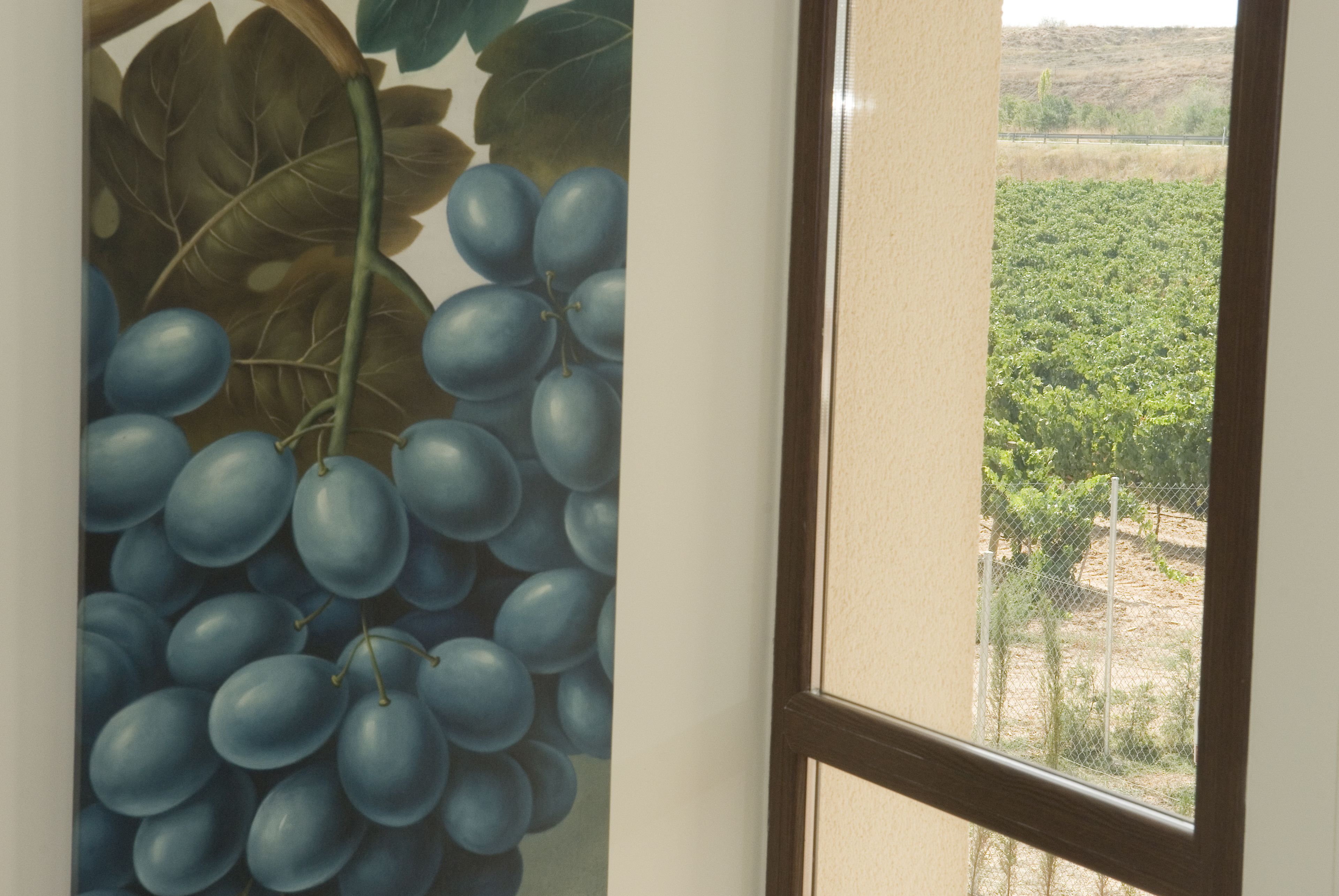 A window with a view of a vineyard.