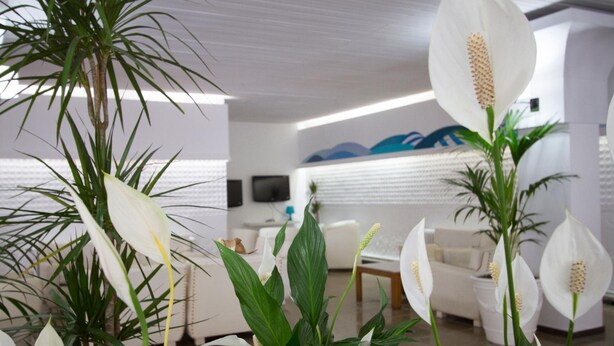 Una sala de estar moderna con sofás blancos, una mesa de centro y una planta grande con flores blancas.