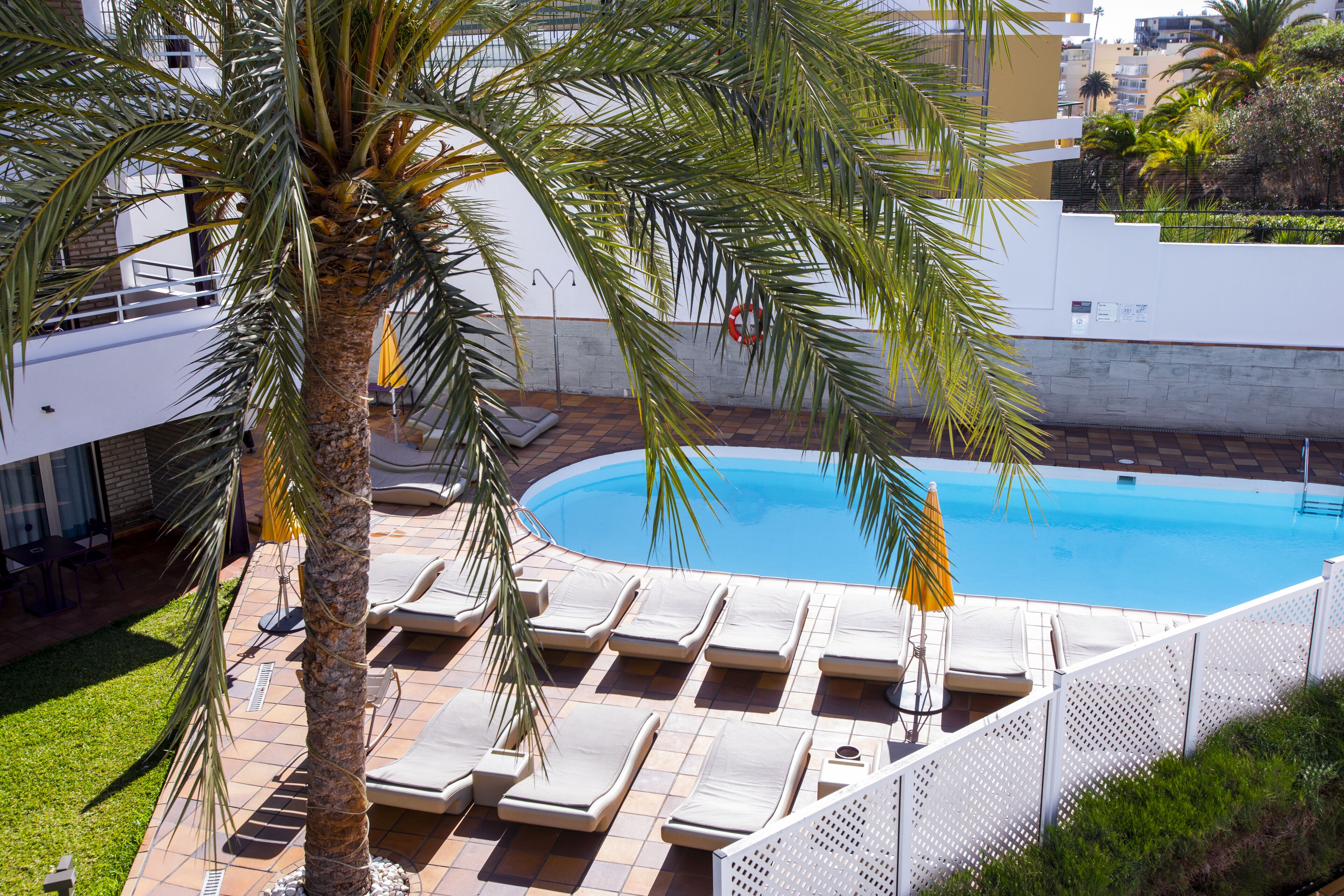 Une piscine avec des chaises longues et un palmier.