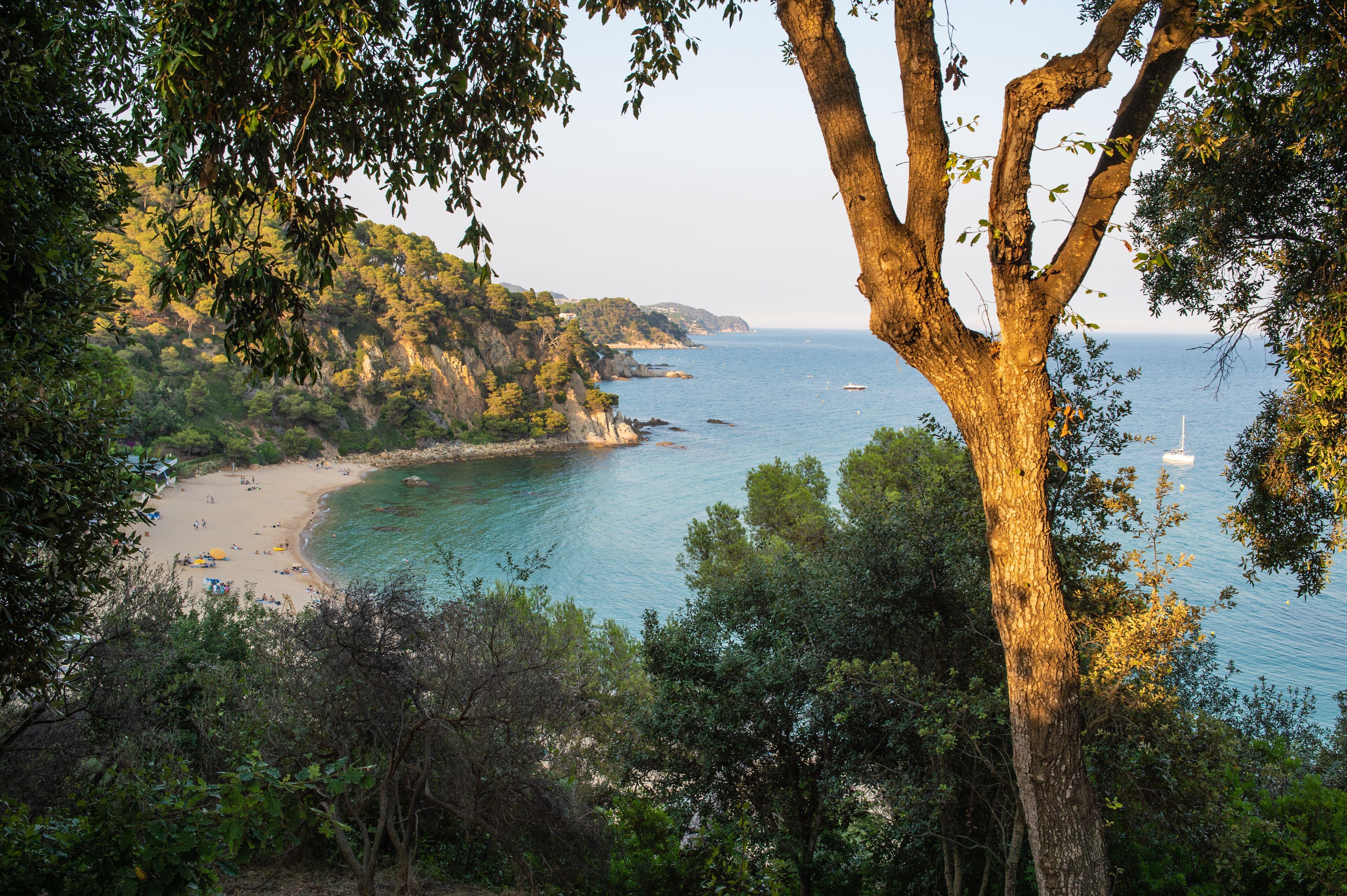 Paisaje costero con playa, acantilados y un árbol en primer plano.