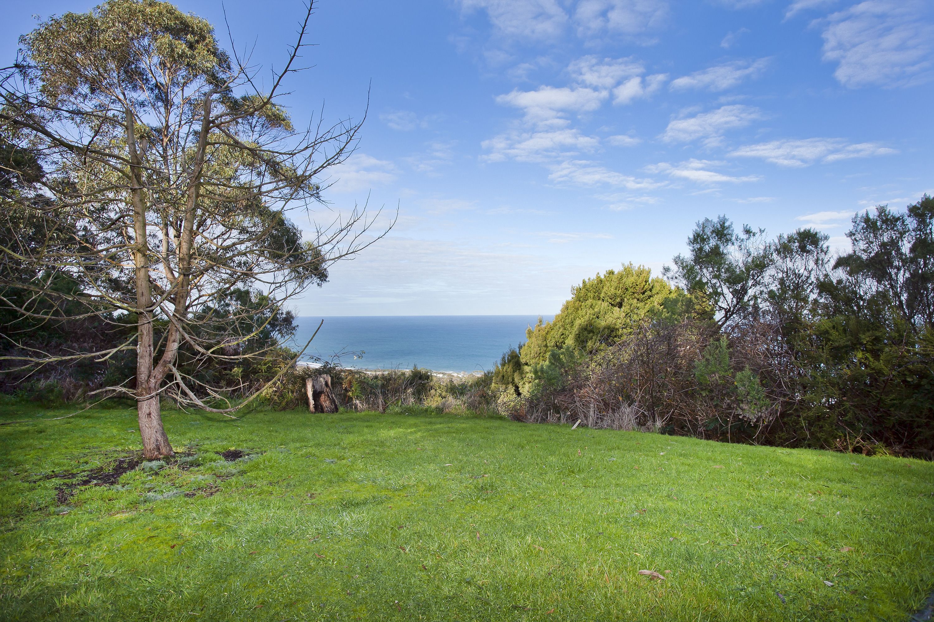 Un espace verdoyant avec un arbre et une vue sur la mer.