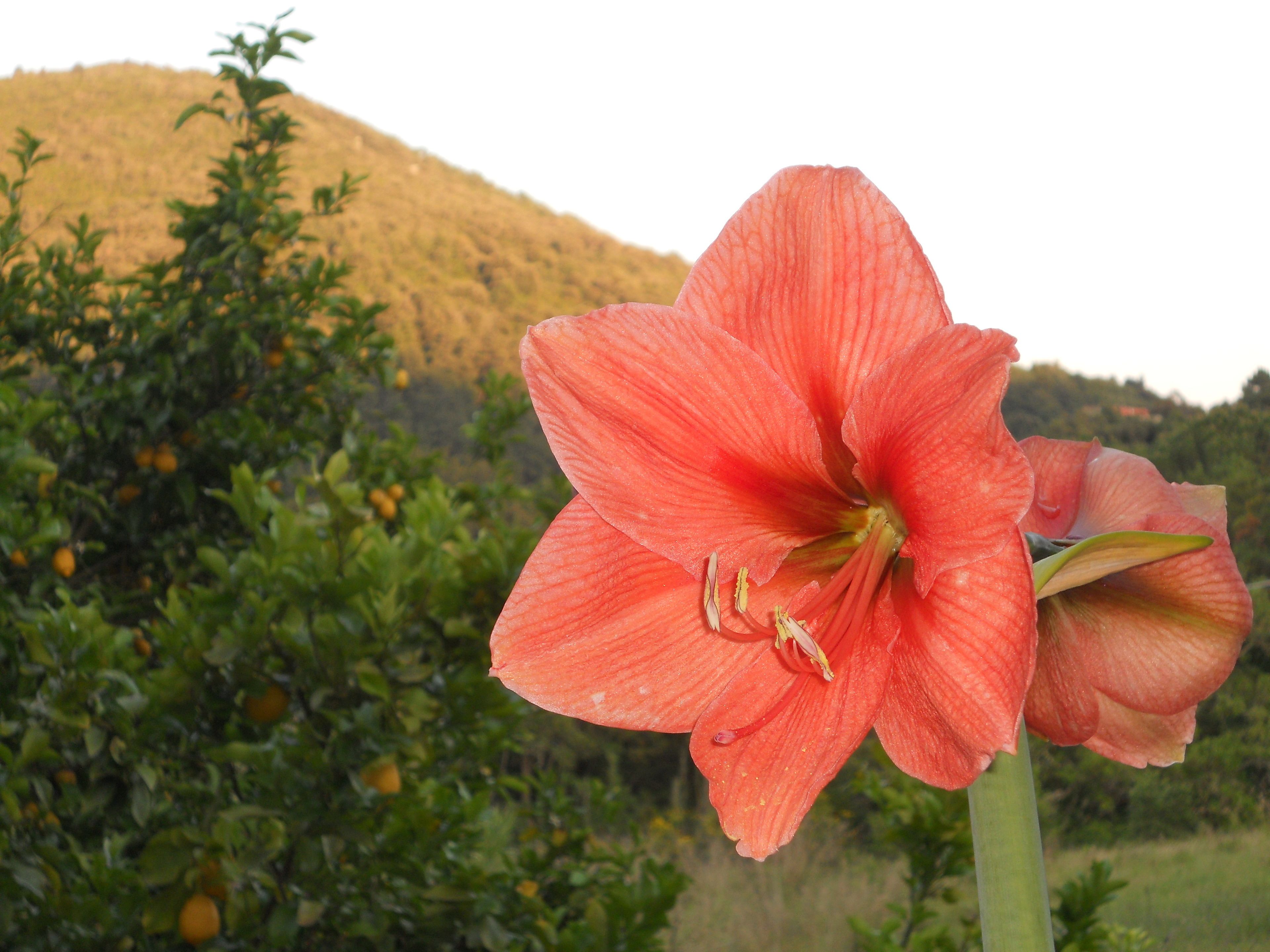 single room | garden