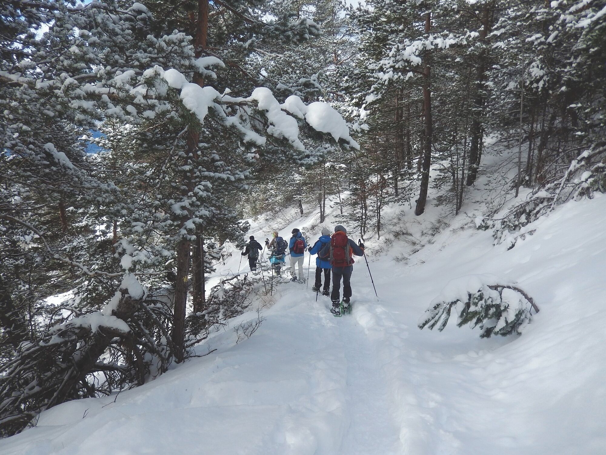 Un grupo de personas caminando en un bosque nevado.