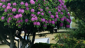 A two-story house with a balcony, surrounded by lush greenery and flowering trees. - Star of the Sea Guest House (White Rock)