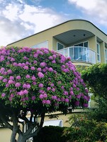 Uma casa de dois andares com uma varanda, cercada por vegetação exuberante e árvores floridas.