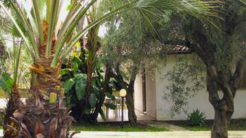 A garden with palm trees, a pathway, and a building with a white facade.