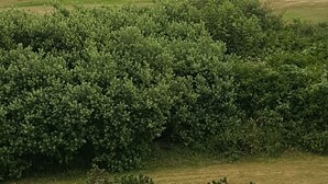 A golf course with lush green grass and dense shrubbery. - Ocean Shores Inn & Suites (Ocean Shores)
