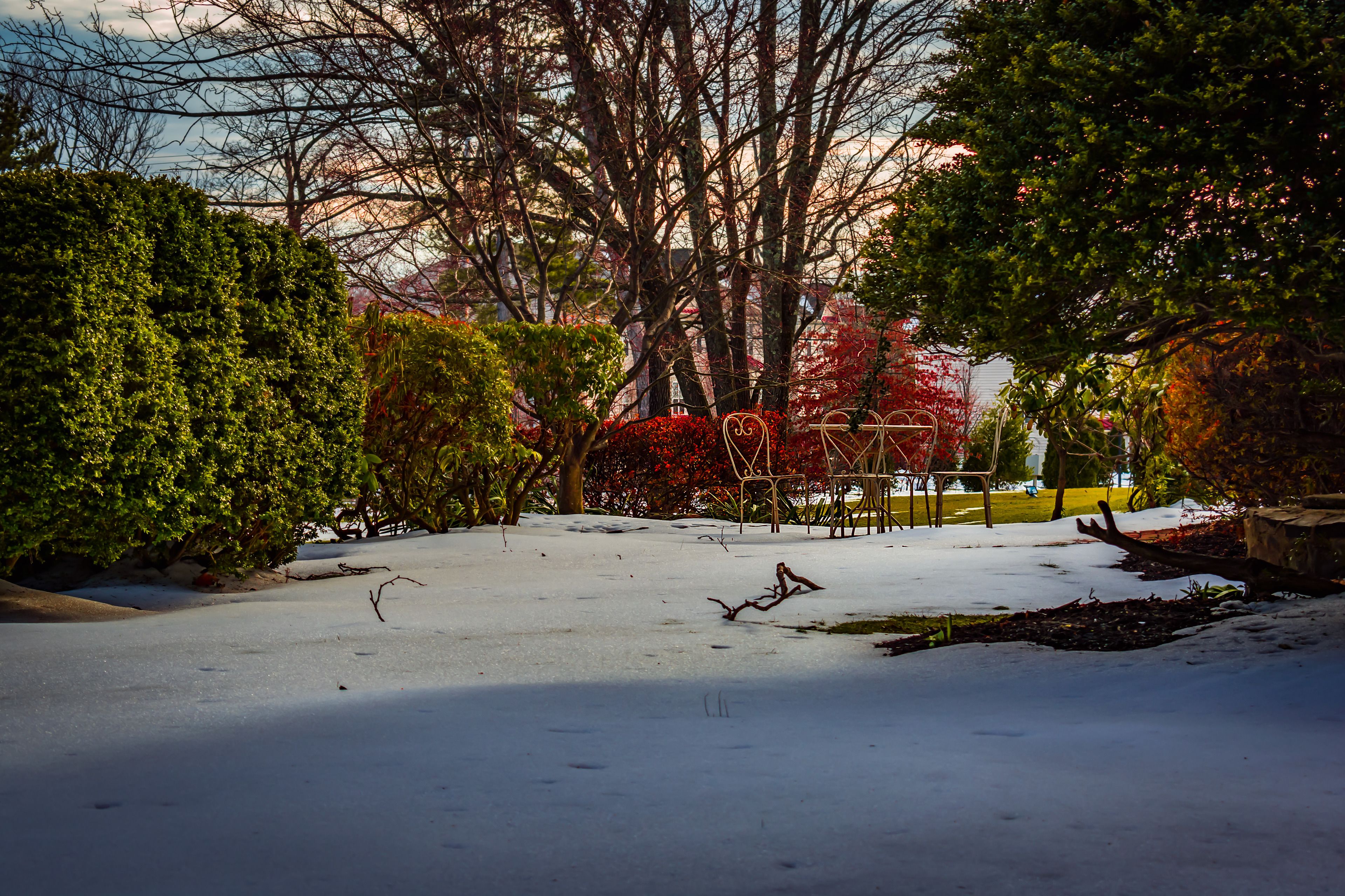 Un jardín cubierto de nieve con árboles y arbustos.