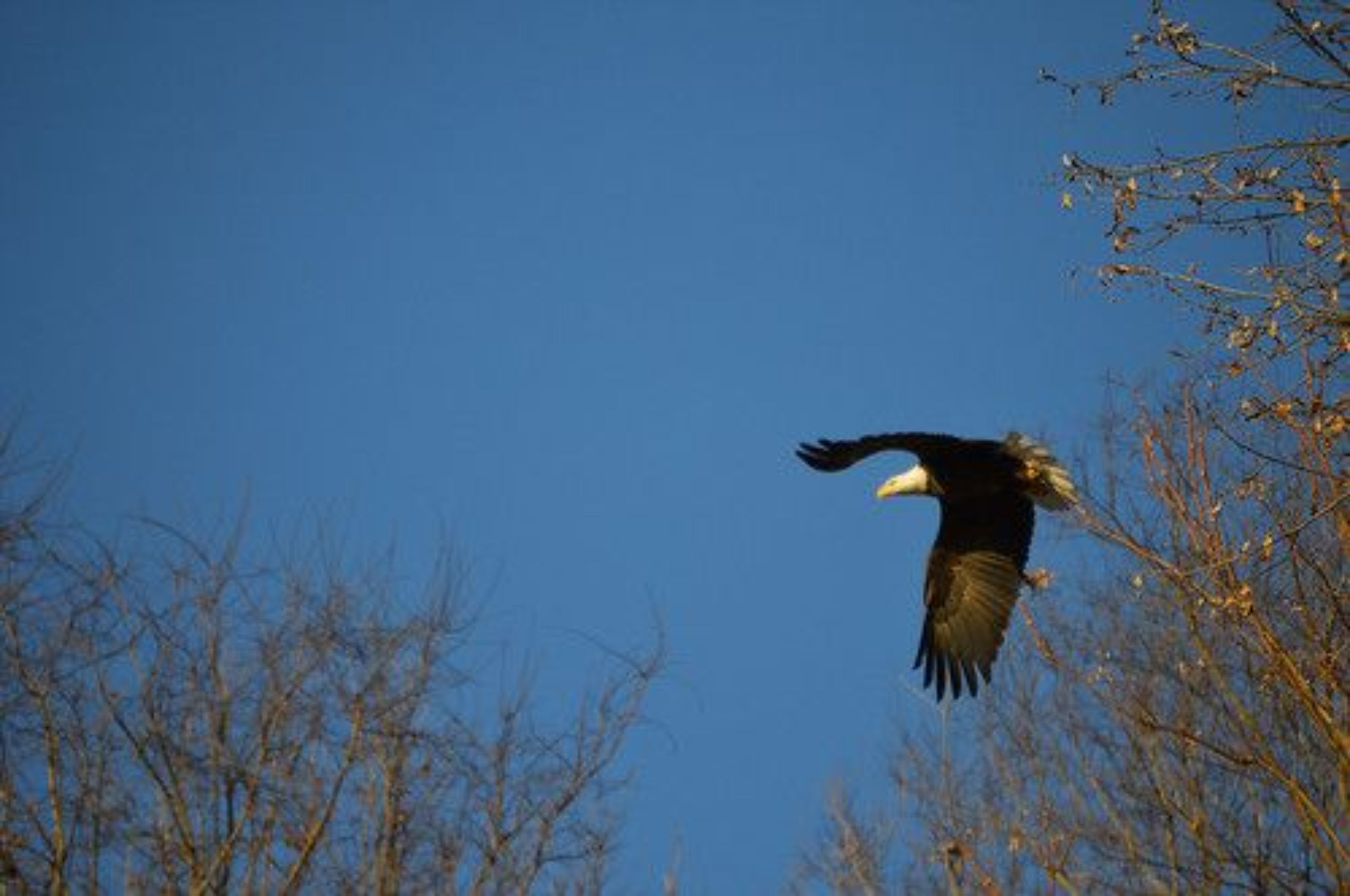 Un águila calva volando contra un cielo azul despejado.