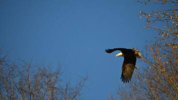 Un águila calva volando contra un cielo azul despejado.