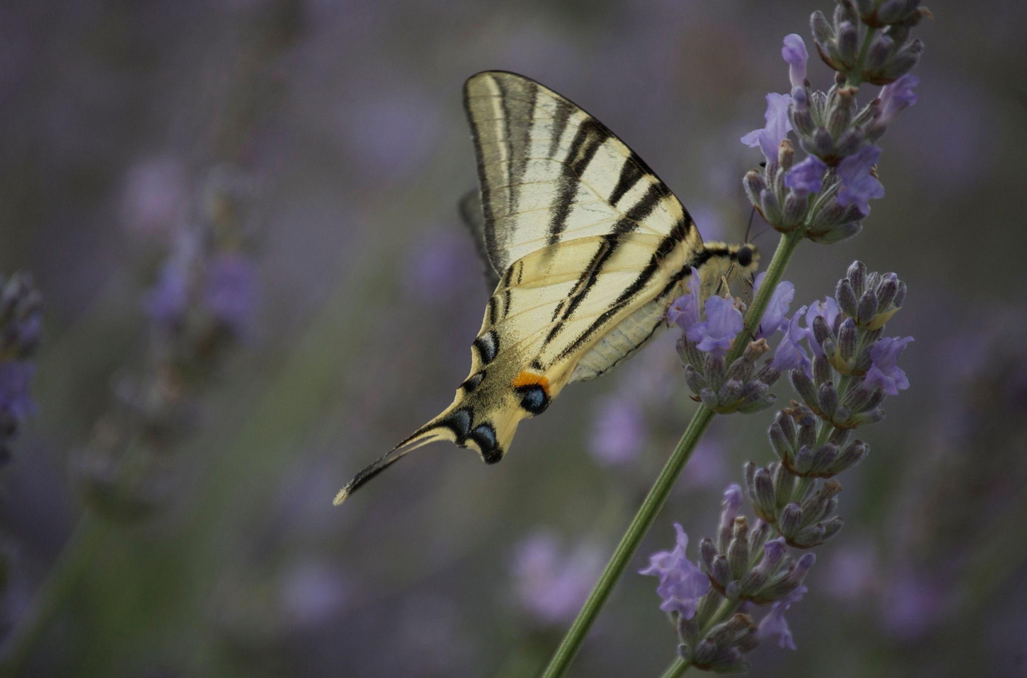 Una mariposa sobre flores de lavanda.