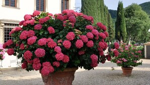 Un edificio con grandes macetas y plantas en la entrada.