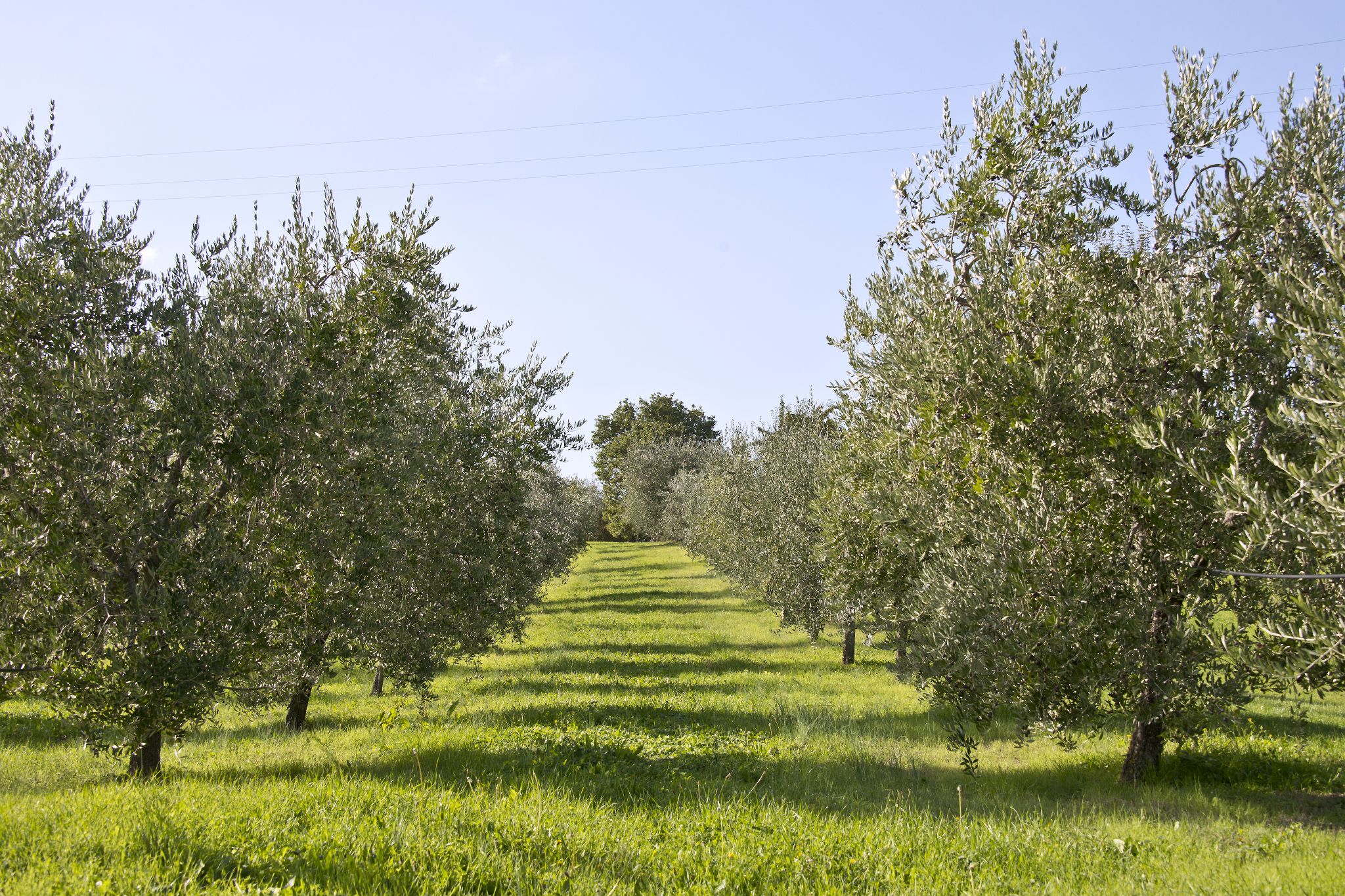 A row of olive trees in a well-maintained orchard with a clear sky.