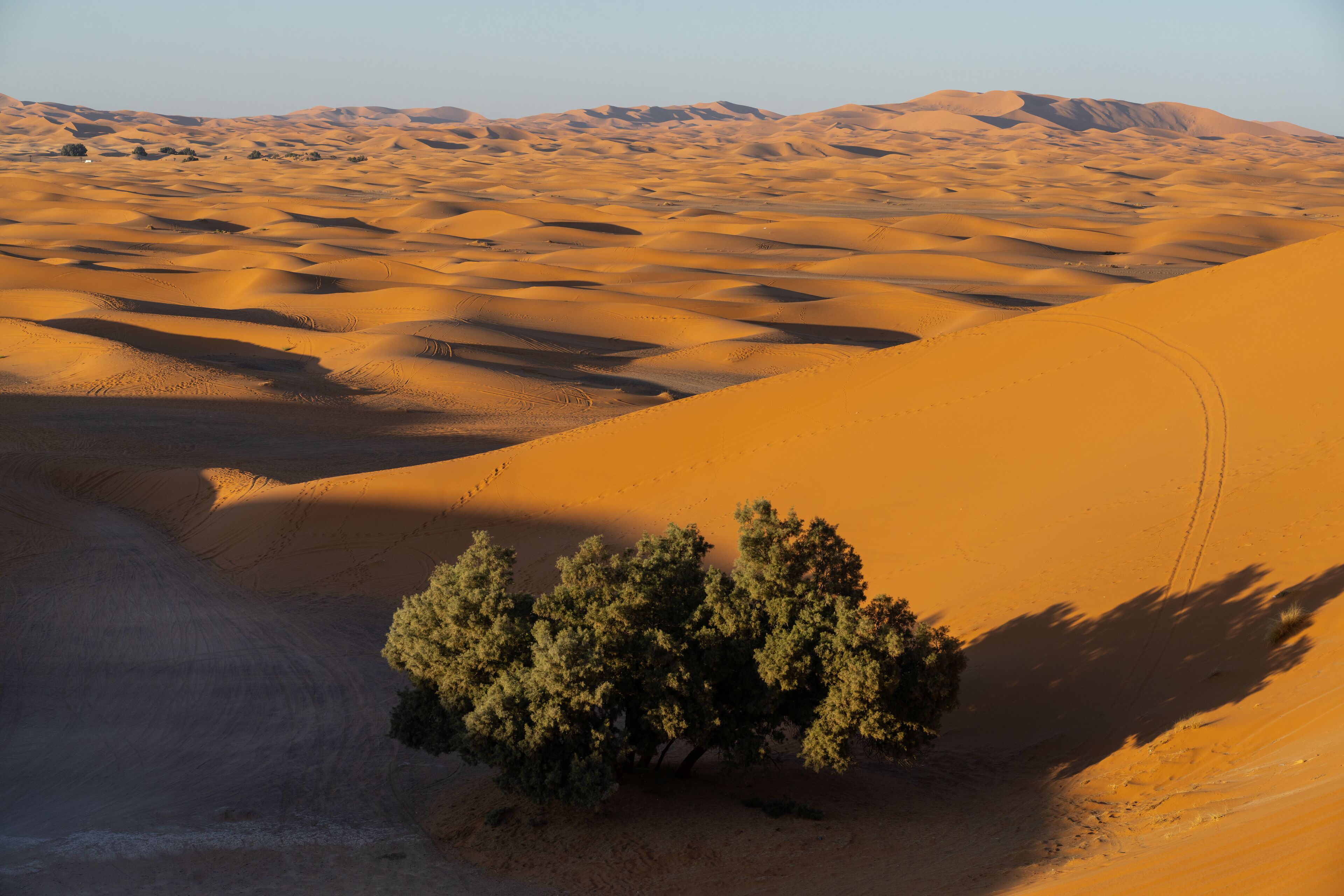 Un paysage désertique avec des dunes de sable et un arbre isolé.