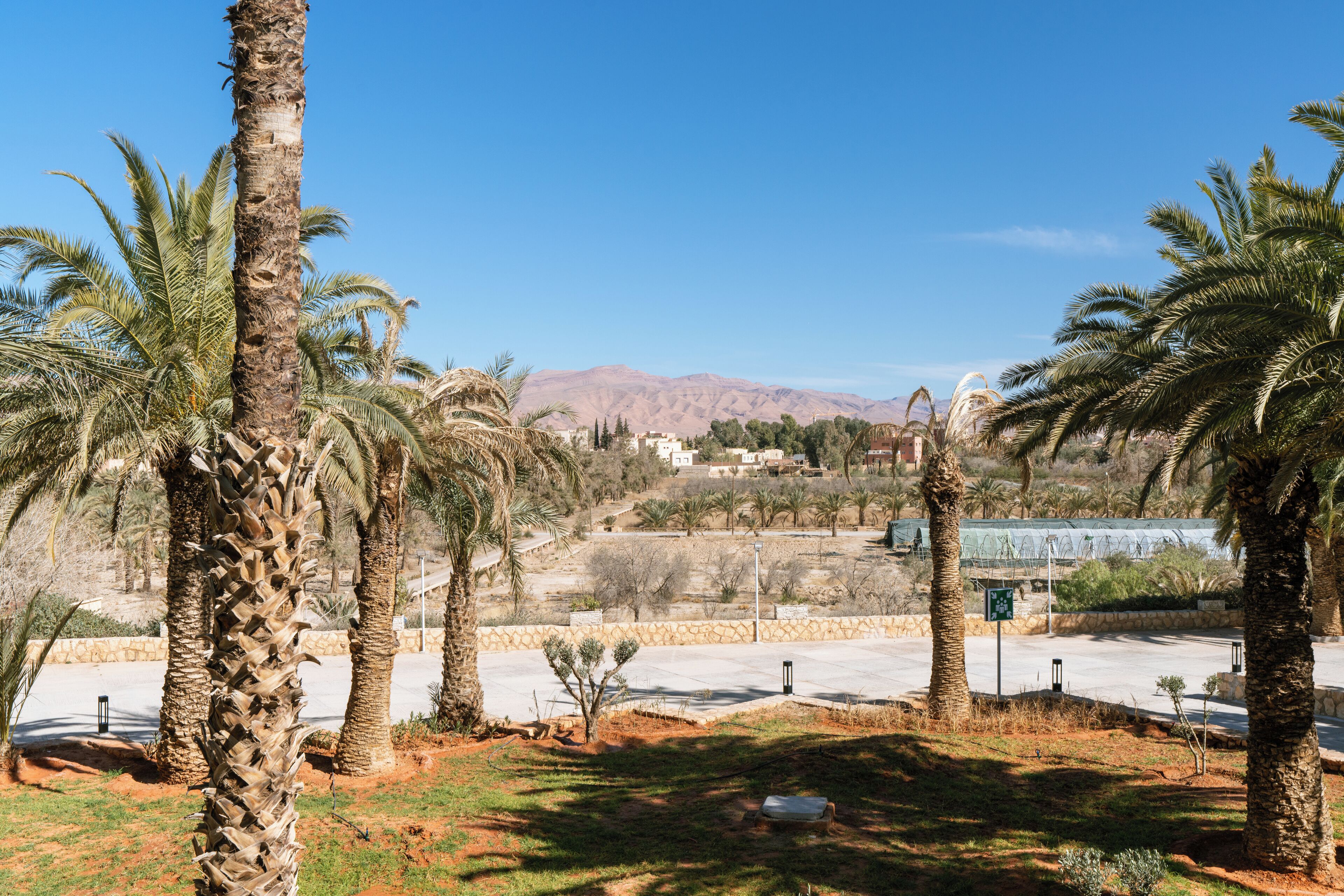 A landscaped area with palm trees, a paved walkway, and a view of distant mountains.