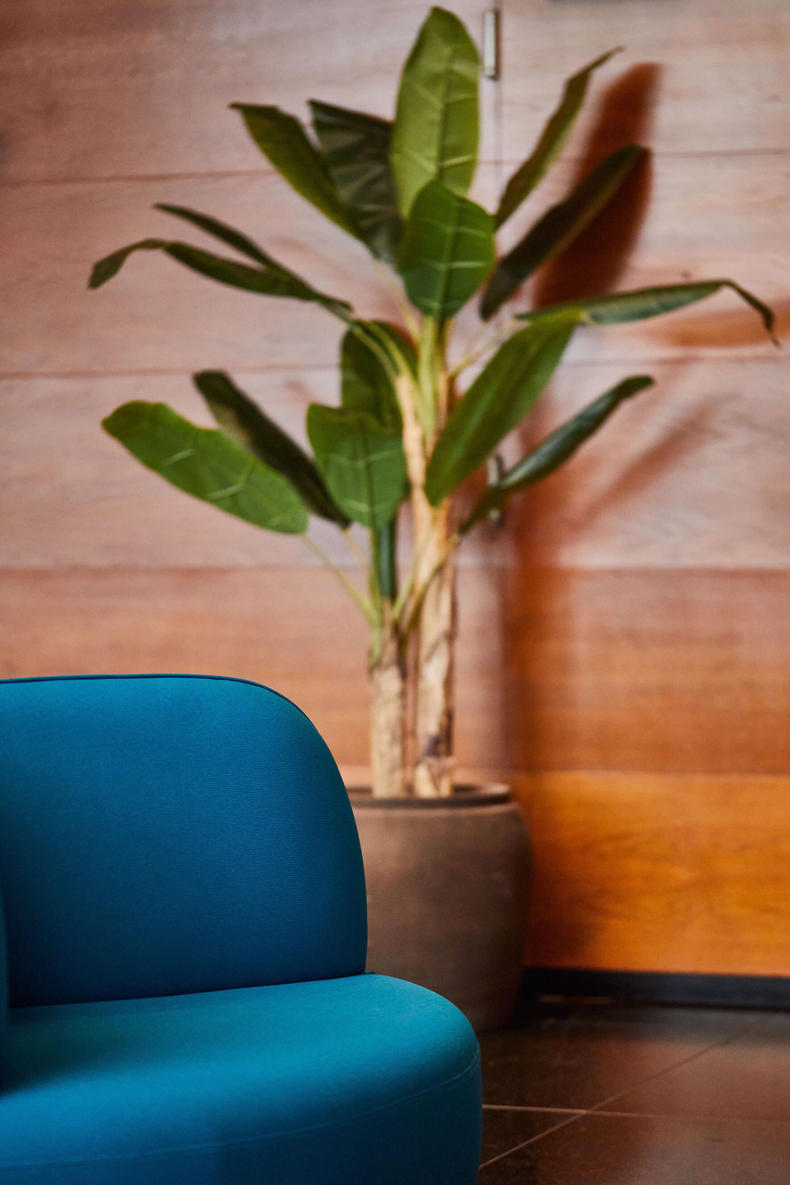 Una silla azul y una planta en maceta en una habitación con paredes de madera.