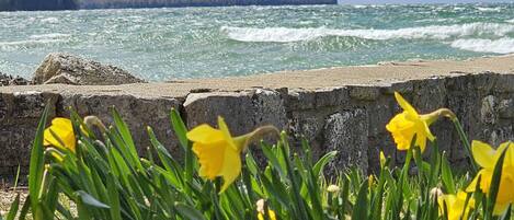 Paesaggio costiero con un muro di pietra e narcisi gialli in primo piano.