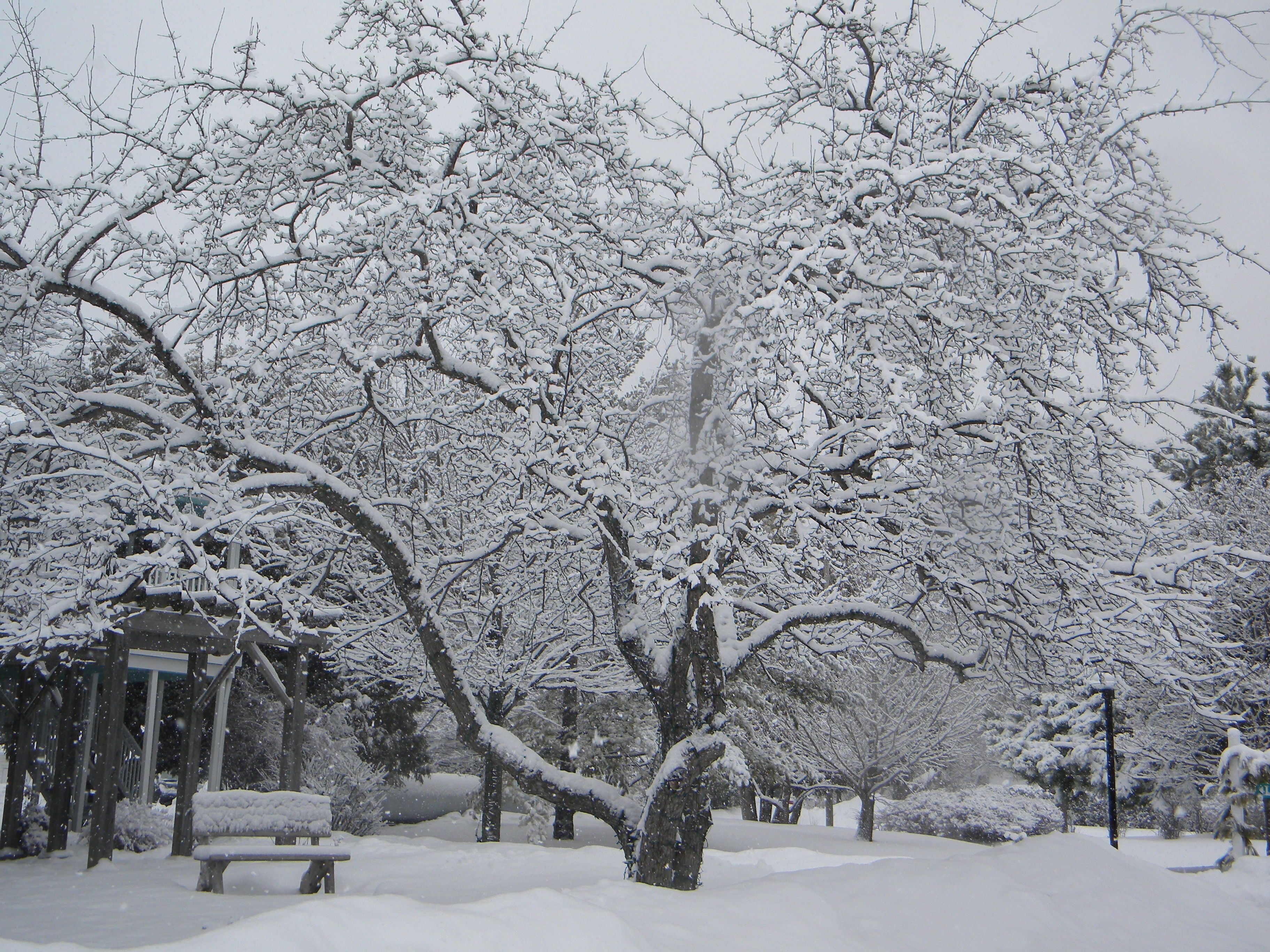 A snow-covered park with trees, a bench, and a gazebo.