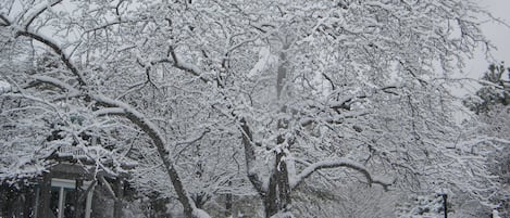 A snow-covered park with trees, a bench, and a gazebo.