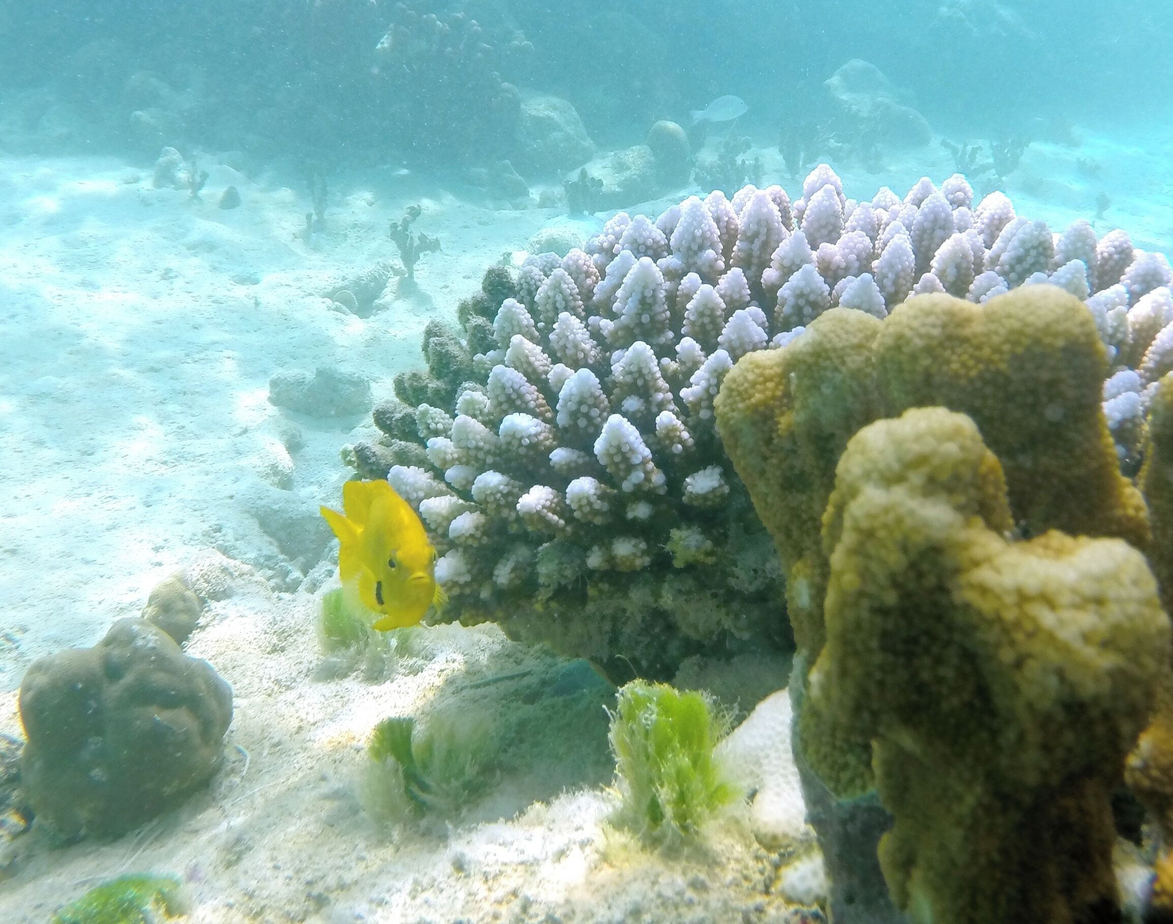 Photo - Cerf Island Resort