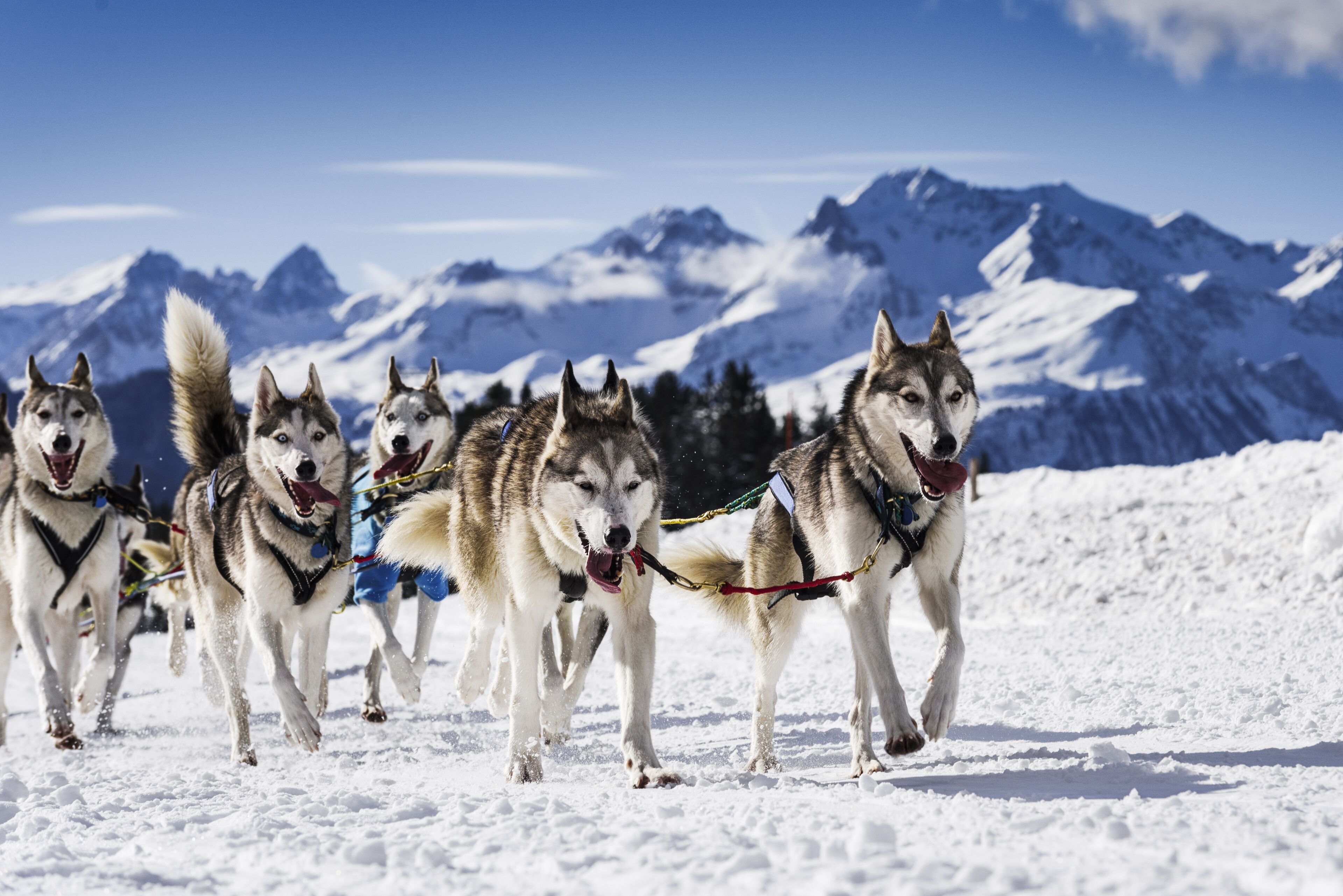 Un attelage de chiens de traîneau tirant une luge sur un terrain enneigé, avec des montagnes en arrière-plan.