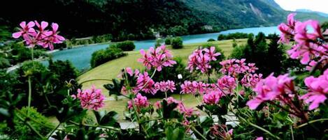 A garden with pink flowers and a lake in the background.