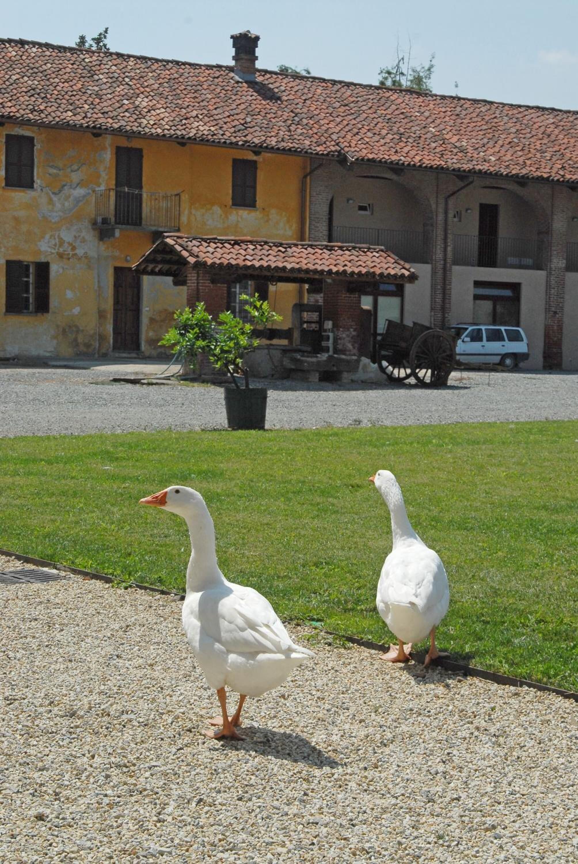 Two white geese on a gravel path in front of a yellow building with a tiled roof.