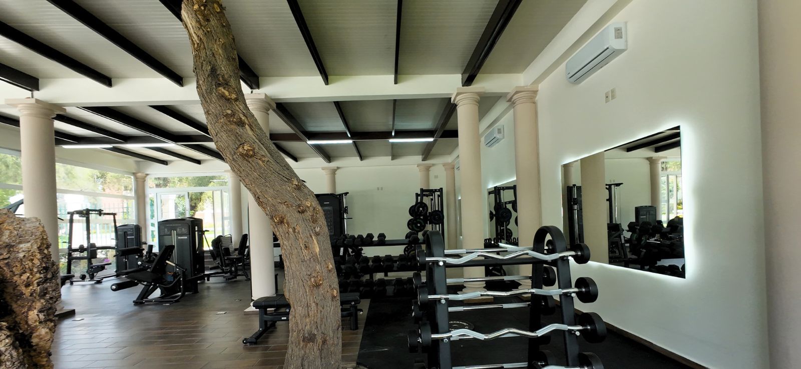 A gym with exercise equipment, a tree, and a mirror.