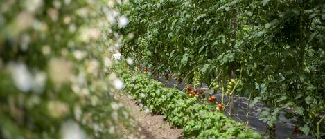 Un invernadero con hileras de plantas de tomate.