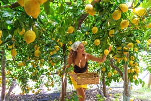 Una mujer con blusa negra y falda amarilla recogiendo limones de un árbol.