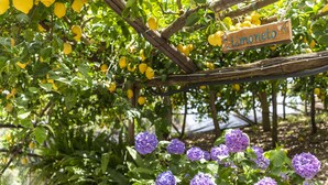 A garden with lemon trees and purple hydrangea flowers. - Hotel La Pergola (Amalfi)