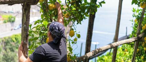 Una persona recolectando limones de una estructura de madera tipo parra.