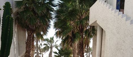 A pathway lined with palm trees and potted plants, leading to a building with a white exterior and a blue window.