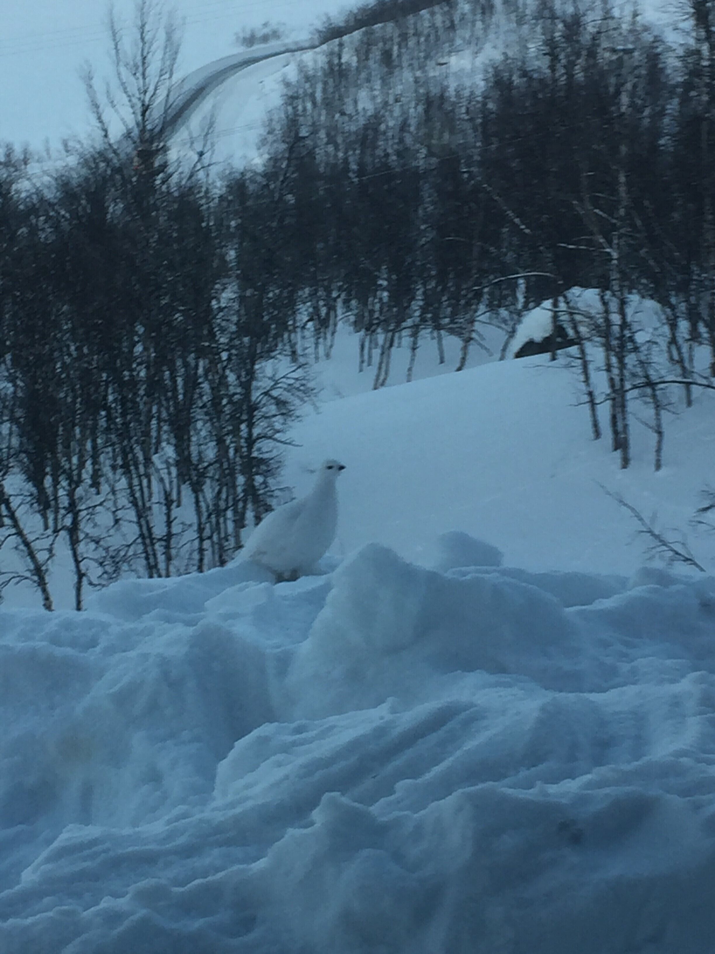 A snowy landscape with a white animal, possibly a bird, standing on a snow-covered hill.