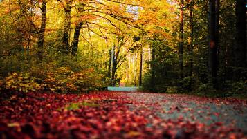 A forest path covered with fallen leaves.