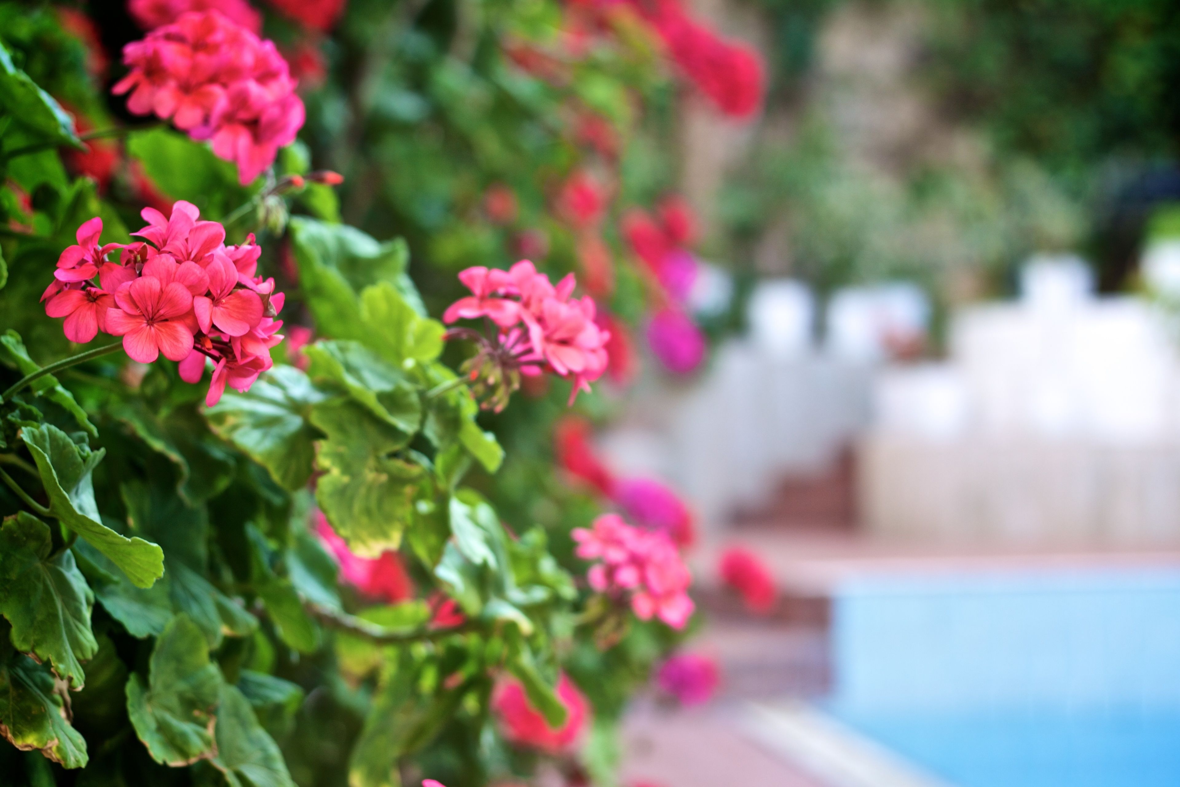 outdoor pool, pool loungers