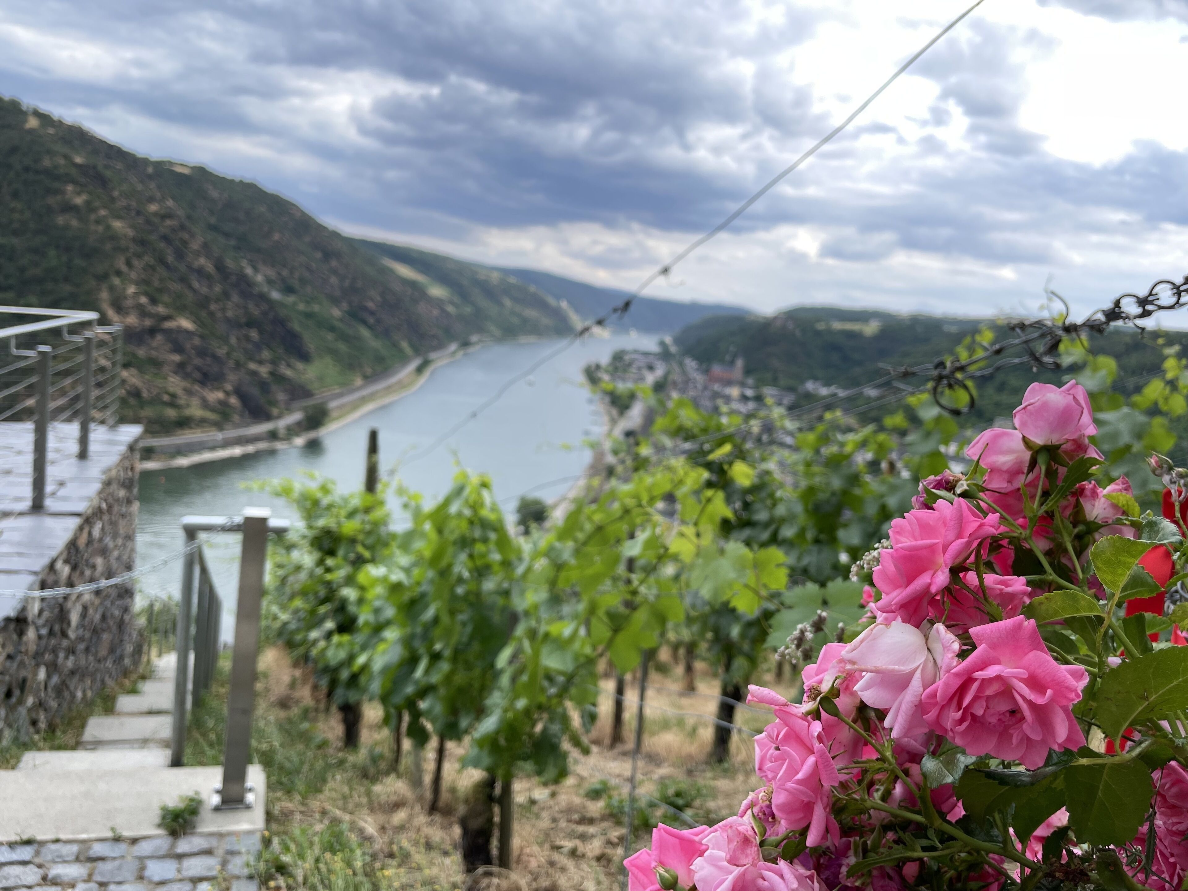 A vineyard with pink roses in the foreground and a river in the background.