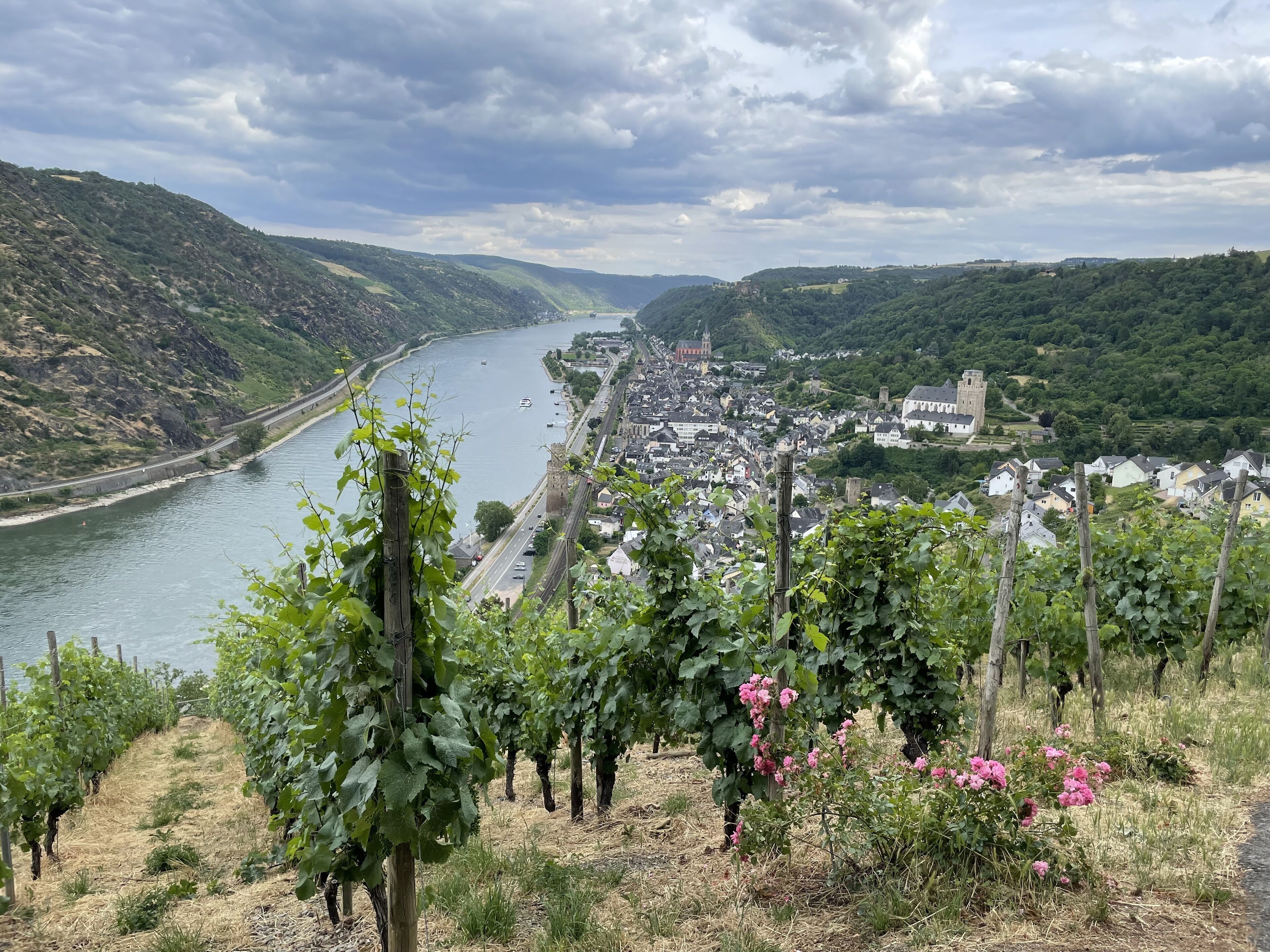 A vineyard with grapevines and pink flowers in the foreground, a river, and a town with buildings and a castle in the background.