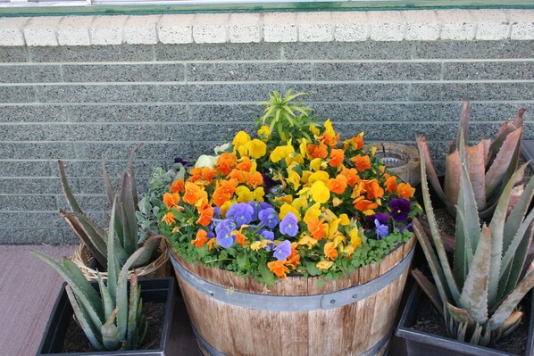 Un barril de madera lleno de flores coloridas y plantas de aloe vera.