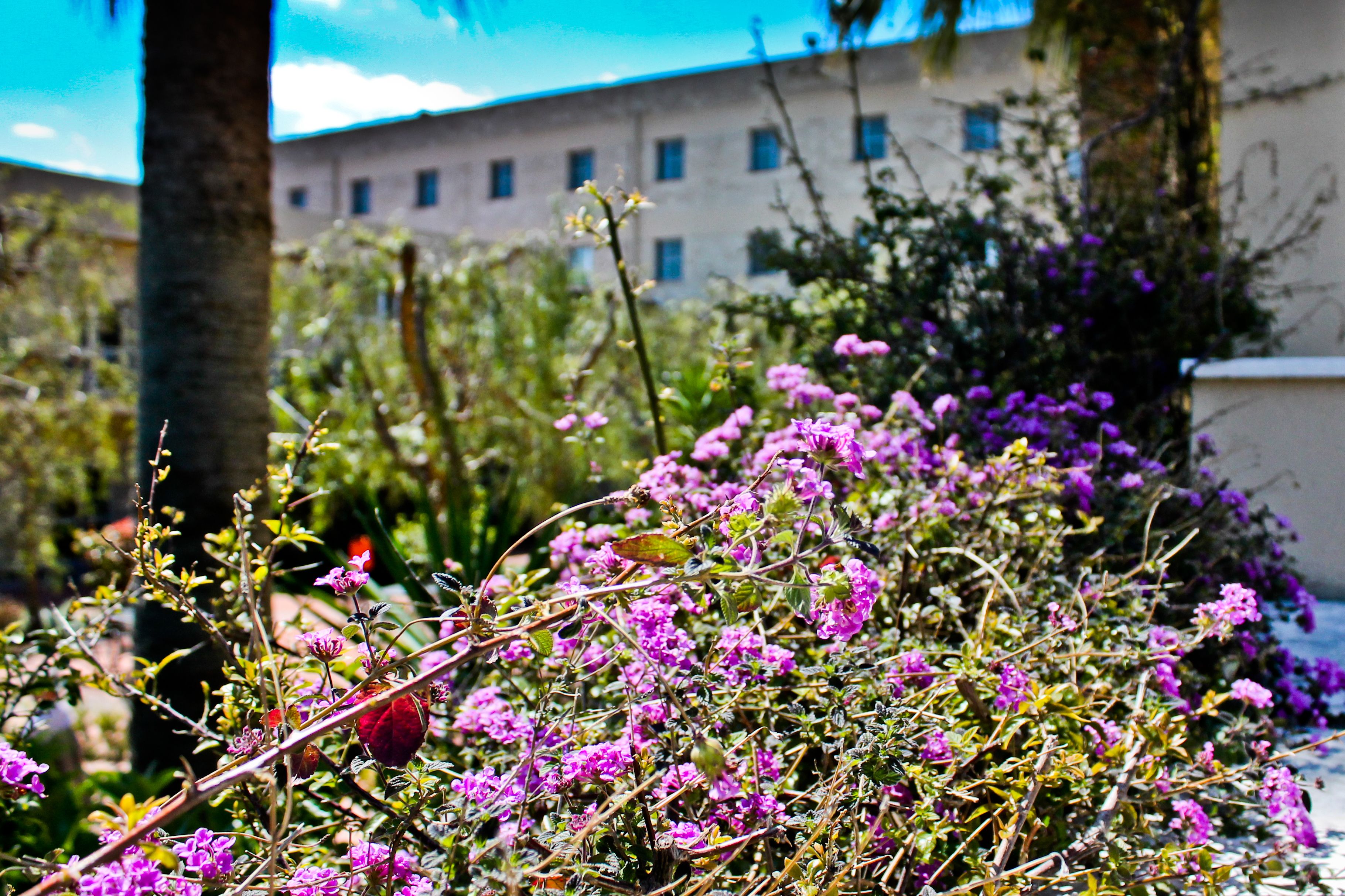 Un bâtiment doté de nombreuses fenêtres et d’un jardin où poussent des fleurs violettes.