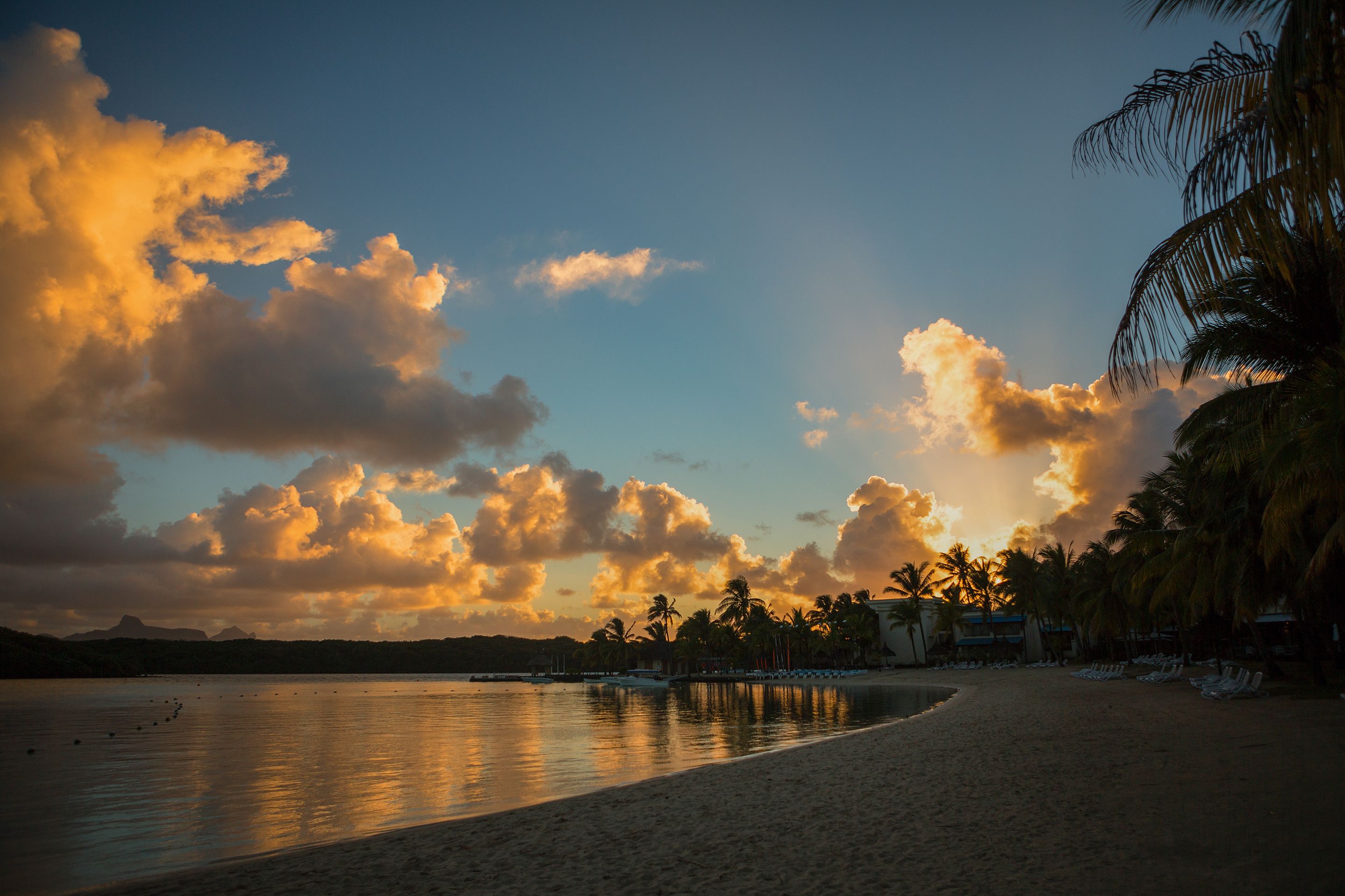 A beach with palm trees and a calm sea.