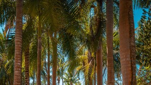 A pathway lined with tall palm trees leading to a building with a blue roof. - Shandrani Beachcomber Resort & Spa (Blue Bay)