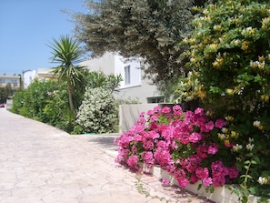 A paved pathway alongside a building with a white facade, surrounded by lush greenery and flowering plants. - Memphis Hotel (Rhodes)