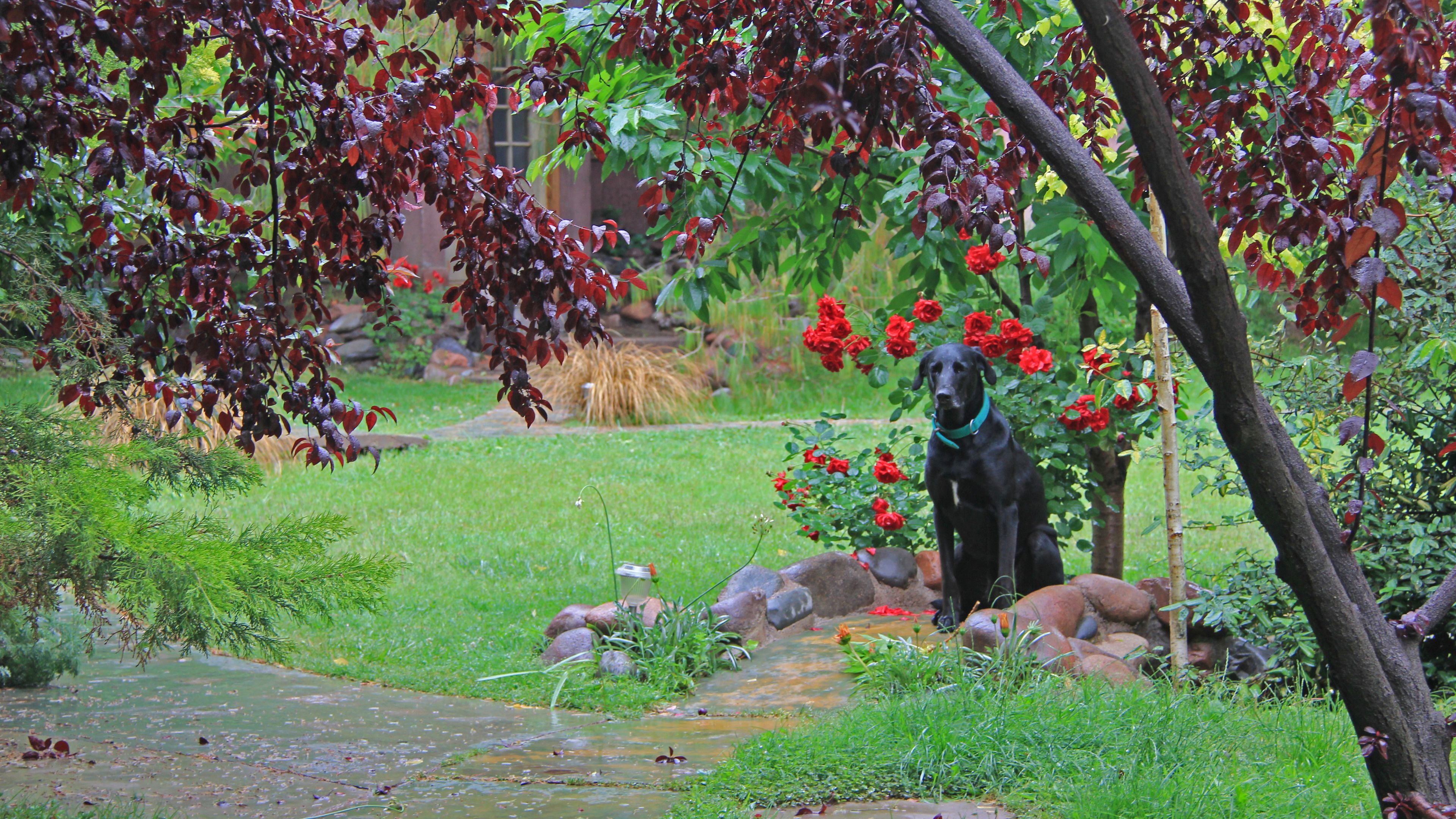 Un jardín con una estatua de perro negro, césped verde y flores rojas.