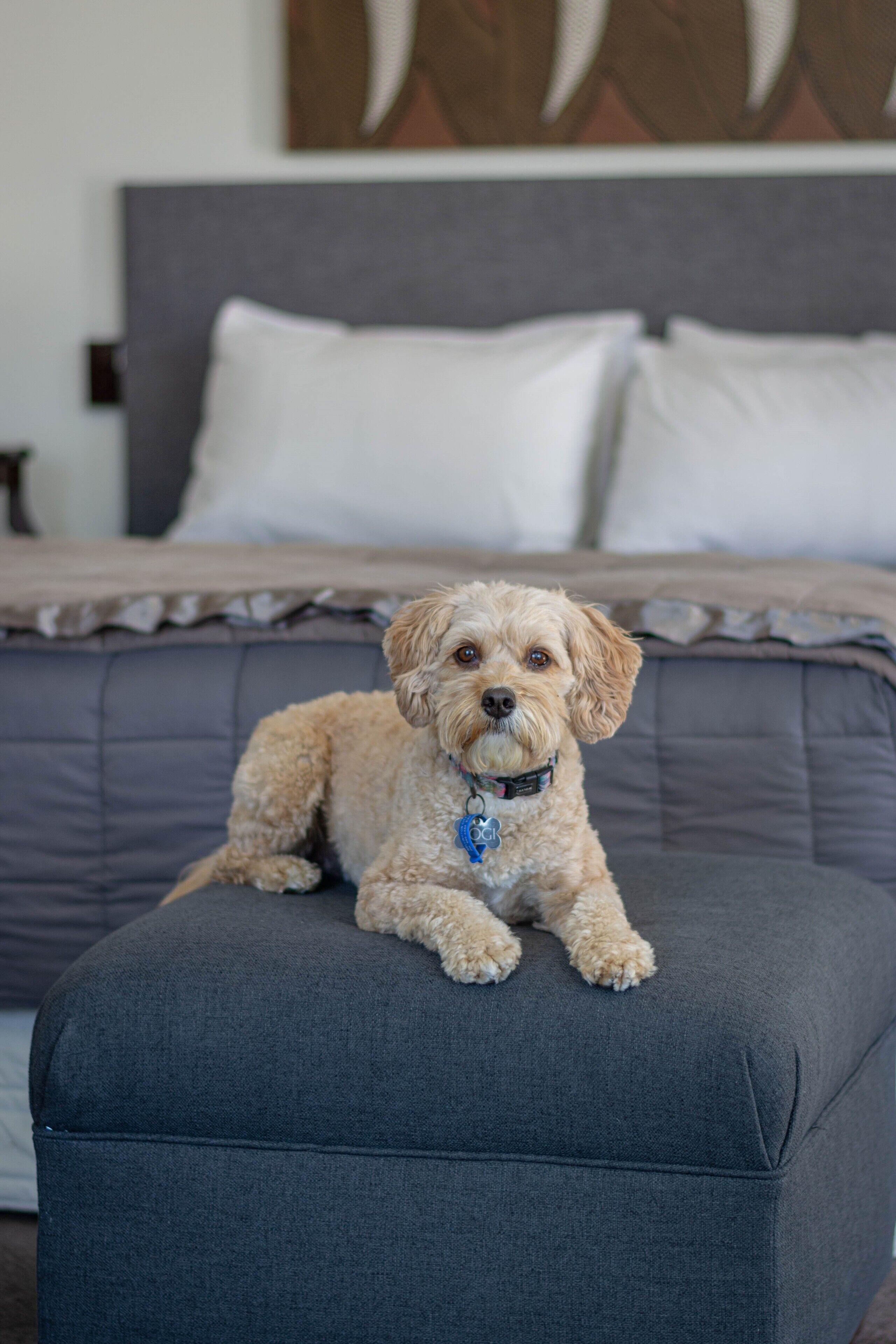 A dog sitting on a grey ottoman in a bedroom with a bed and pillows in the background.