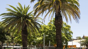 An outdoor seating area with tables and chairs, palm trees, and a clear sky. - Mercure Perth On Hay (Perth)