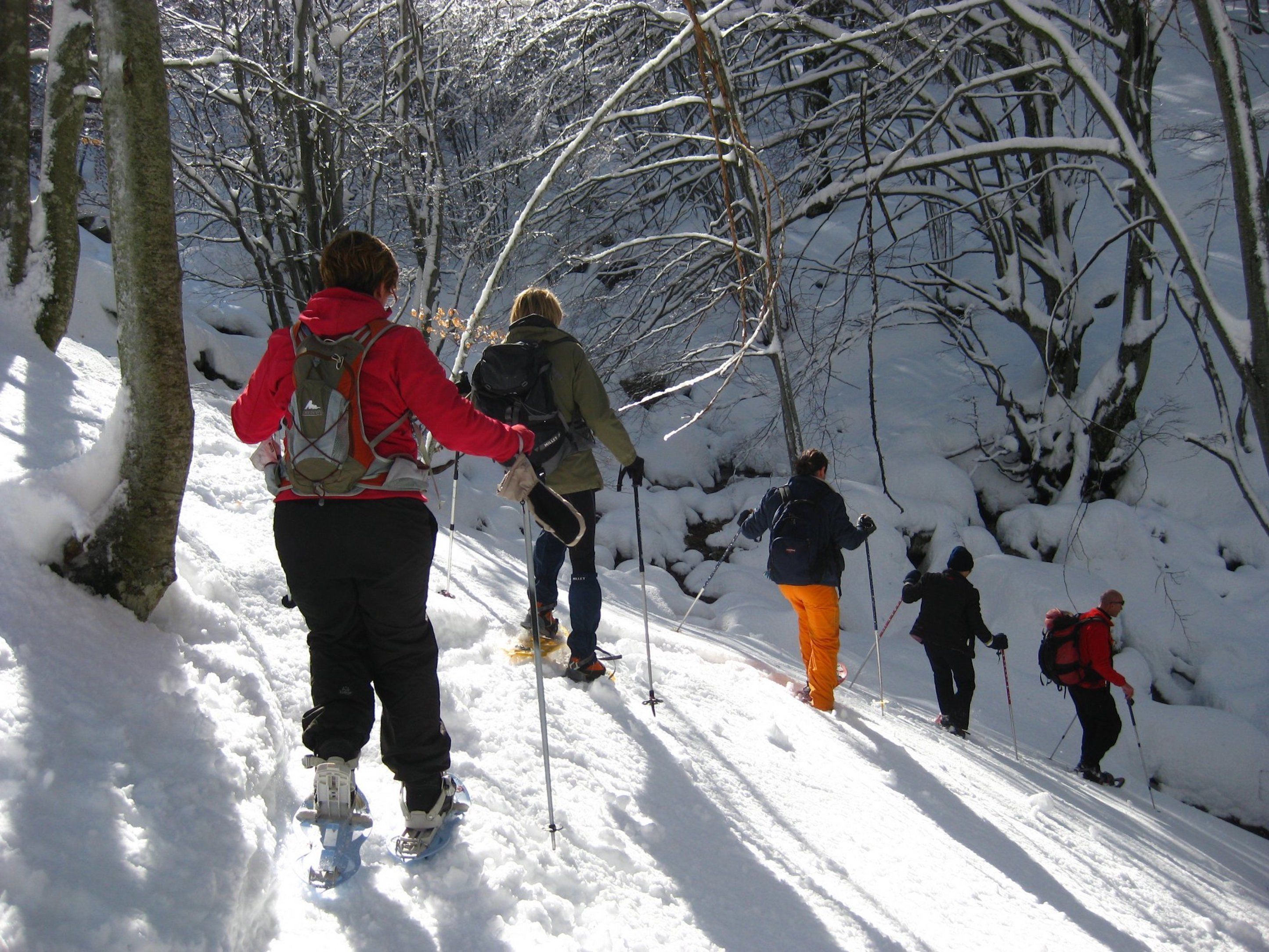 A group of people cross-country skiing through a snowy forest.